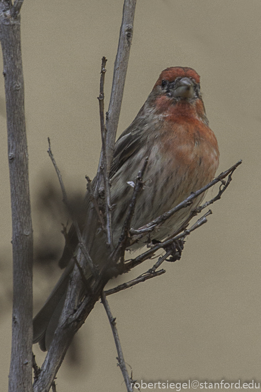 male house finch